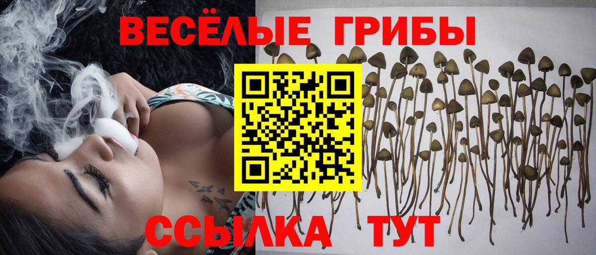 Псилоцибиновые грибы Psilocybe Вольск